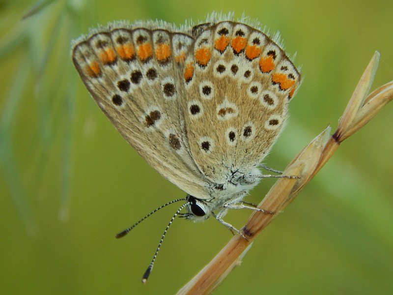 Entrambi Polyommatus icarus F?